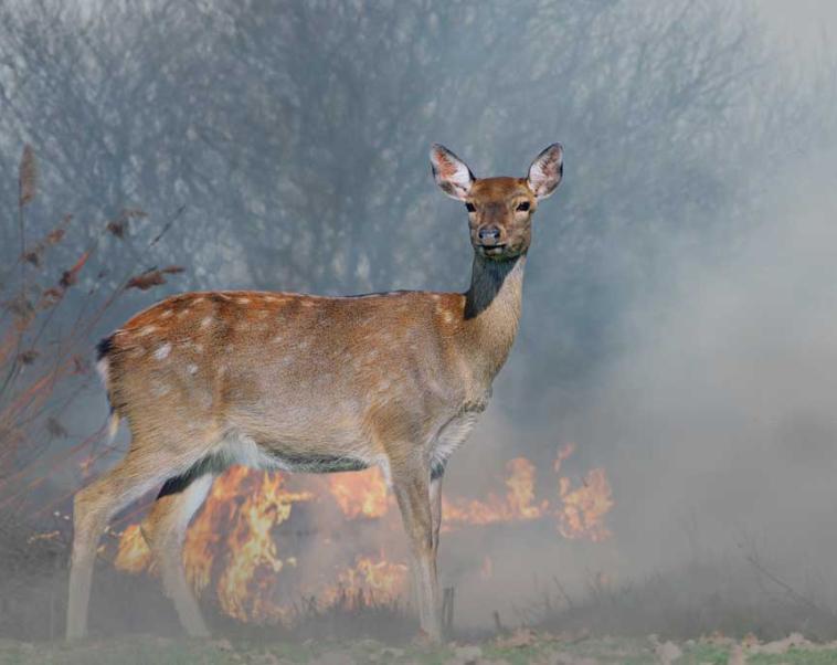 Wildfire Recovery: Lessons from Animals 