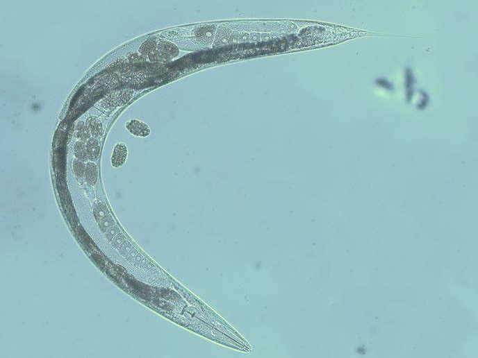 Cover image of Long-lived worms hold the secret for healthy ageing in humans